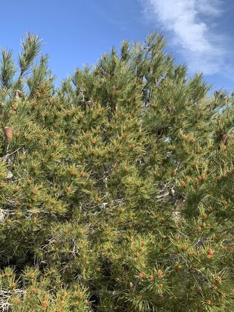 Little Pine Tree in Manikata, Maltaの写真素材