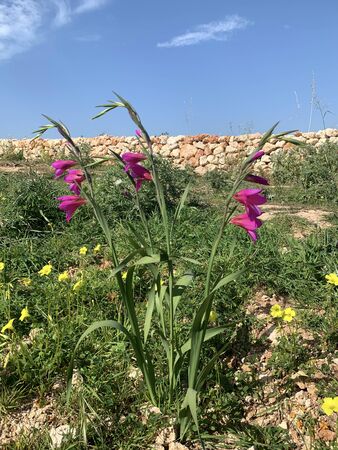 In spring time, Malta is covered by flowers of all colours and speciesの写真素材