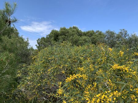 Yellow Flowers in Manikata Woodlands in Maltaの写真素材