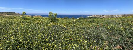 Panoramic Views of Tuffieha Bay in Malta. Spring. Hight Quality Photo.の写真素材
