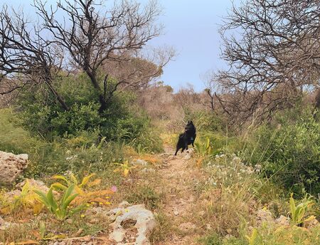Manikata is a small forest-like park in Malta, one of the best places for semi-wild walkingの写真素材