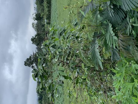 There are a lot of Coffee trees grow in Berastagi Region, Sumatra, Indonesiaの写真素材
