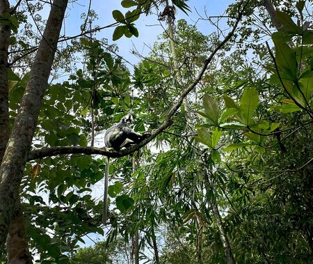 Photo Of Thomas Leaf Monkey In Bukit Id 146386282 Royalty Free Image Stocklib