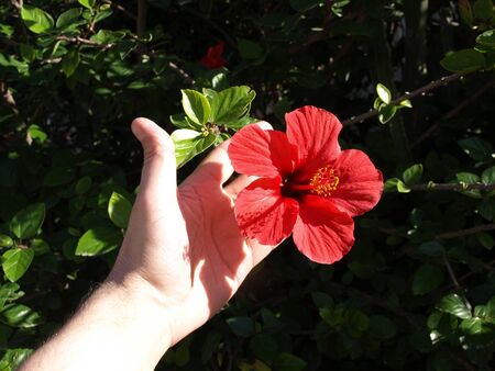 Hand holding red flower in Malta Islandの写真素材