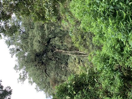 A tree in a forest of Sumatra Island in Indonesiaの写真素材