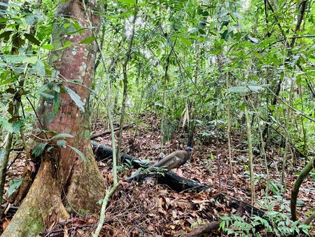 Wild peacock walking in Bukit Lawang National Park in Sumatraの写真素材