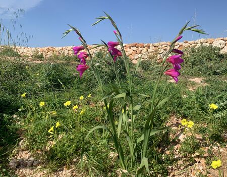 Sword Lilly Flourishing in Malta. Hight quality photo.の写真素材