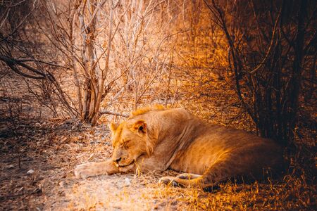 Young lion resting in Chobe National Park, Botswanaの写真素材