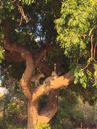 A couple of young leopards are resting on the tree in Chobe National Parkの写真素材