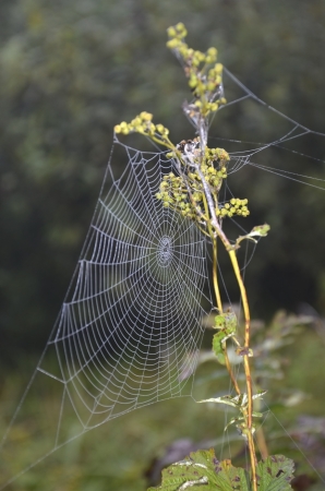 Web closeup on the meadow plantの写真素材