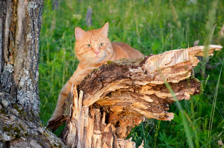 Red cat is sitting on a tree in a forest in summerの写真素材
