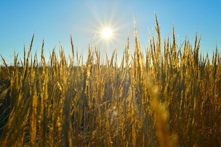 The suns rays over a field of wheat earsの写真素材