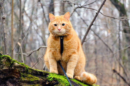Red cat on a leash sitting on a felled tree in the autumn forestの写真素材
