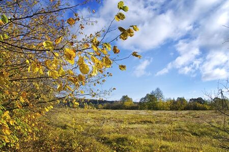 Autumn landscape with trees and cloudsの写真素材