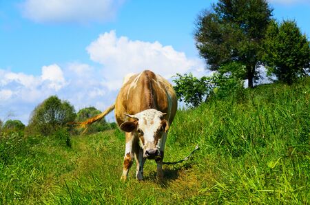 Grazing cow looking into the camera lensの写真素材