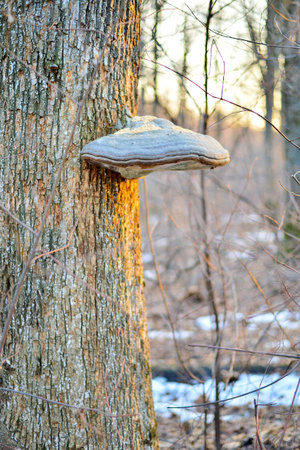 Tinder fungus on a tree