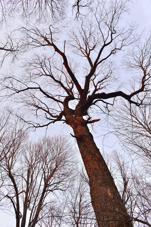 Tree trunk and crown of branches without leaves against the skyの写真素材