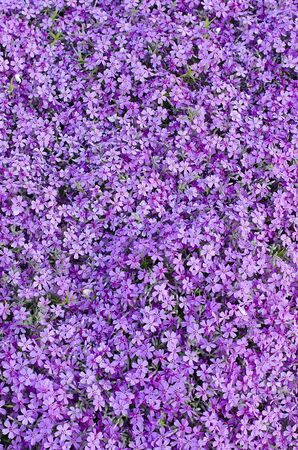 Flower bed with blooming purple carnationの写真素材