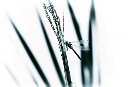 Dragonfly close up sitting on a reed, vintage