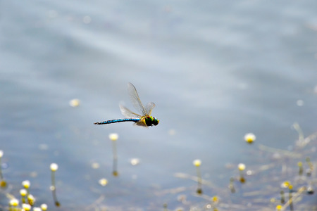 Dragonfly Anax imperator Leach  close-up flying over waterの写真素材