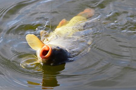 Catching carp fishing rod with a hook and fishing line in the water close upの写真素材