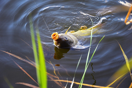 Catching carp fishing rod with a hook and fishing line in the water close upの写真素材