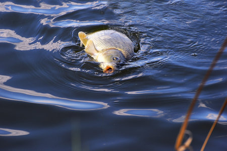 Catching carp fishing rod with a hook and fishing line in the water close up