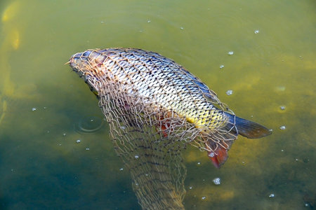 Caught on a fishing tackle carp lies in the cage in the water at the shore