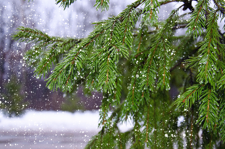 Branches of pine with drops and falling wet snow in the winter forest thawの写真素材