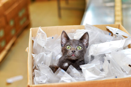 Homeless cat sitting in a cardboard box including plastic packaging in stock.の写真素材