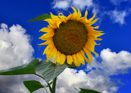 Beautiful landscape with sunflowers on the background of bright blue sky.の写真素材