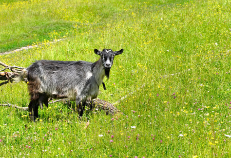 Rural laRural landscape with a goat grazing on a green meadow.