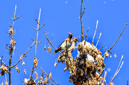 Winter landscape with birds feeding on tree branches.の写真素材
