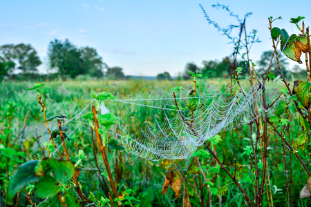 Photo of a web on a meadow.の写真素材