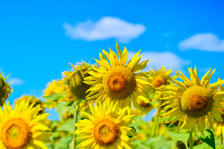 Summer landscape with a field of blooming sunflowers.の写真素材