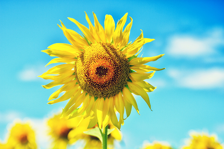 Summer landscape with a field of blooming sunflowers.の写真素材
