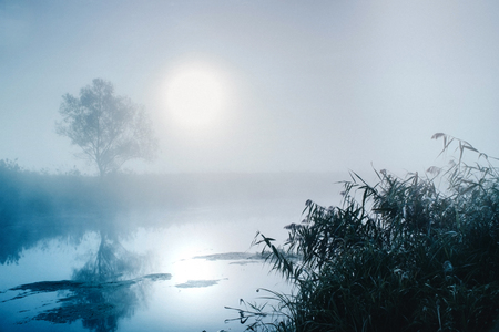 Dramatic mystical twilight landscape with rising sun, tree, reed and fog over waterの写真素材
