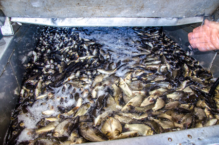 Young carp fish from a fish farm in a barrel are transported for release into the reservoir.の写真素材