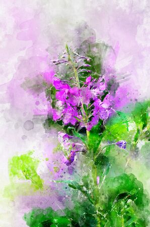 Herb willow-herb (Chamerion angustifolium). Stylization in watercolor drawing.の写真素材
