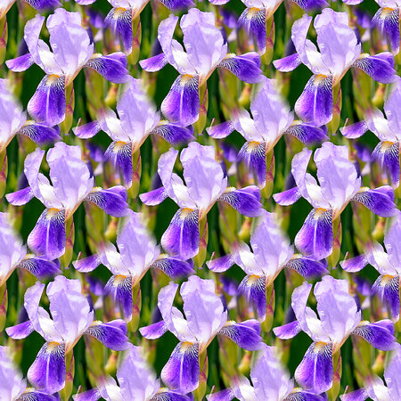 Seamless abstract springings, summer natural background of blooming irisesの写真素材