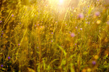 Atmospheric natural background with meadow vegetation in the rays of the rising sun. Bottom view. Toning.の写真素材