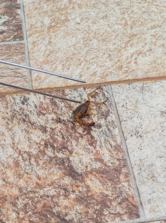 Scorpion being captured. scorpions are dangerous animalsの写真素材