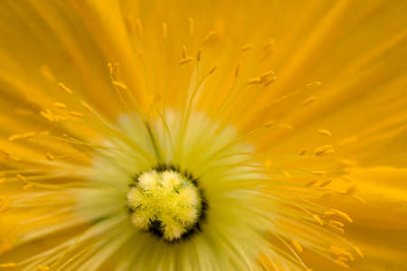 Close up of yellow poppy with stamens and soft backgroundの写真素材