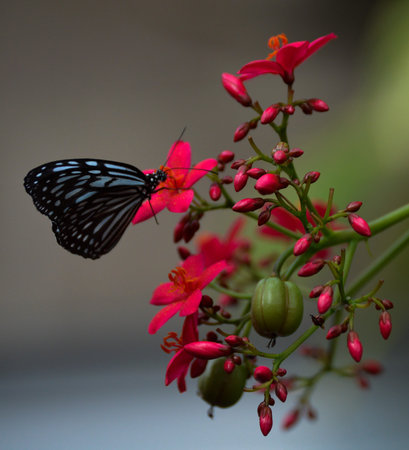 Butterfly on Pink Flowersの写真素材