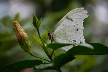 White Butterflyの写真素材