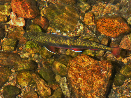 Trout