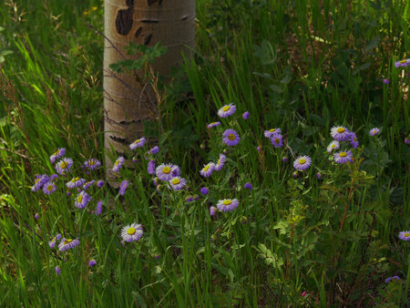 Wildflowers with Aspen Trunk