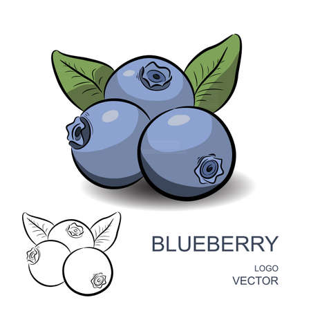 Blueberry with flowers and leaves isolated on white background. Colorful and contour. Logo vector illustrationのイラスト素材