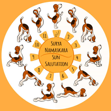 Isolated cartoon funny dog doing yoga position of Surya Namaskara. San Salutation. Beagle vector illustrationのイラスト素材