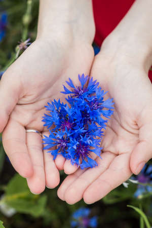 Female hands holding cornflowersの写真素材